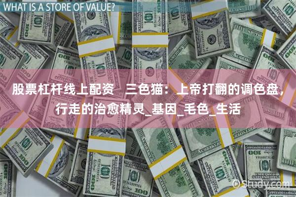 股票杠杆线上配资   三色猫：上帝打翻的调色盘，行走的治愈精灵_基因_毛色_生活