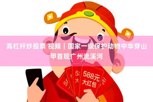 高杠杆炒股票 视频｜国家一级保护动物中华穿山甲首现广州流溪河