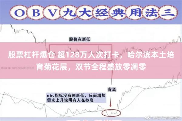 股票杠杆爆仓 超128万人次打卡，哈尔滨本土培育菊花展，双节全程盛放零凋零